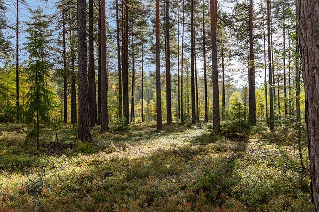 Trädarter i Sverige