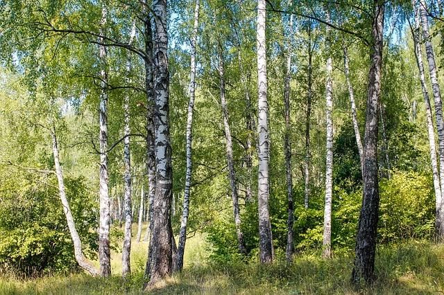 Trädarter i Sverige